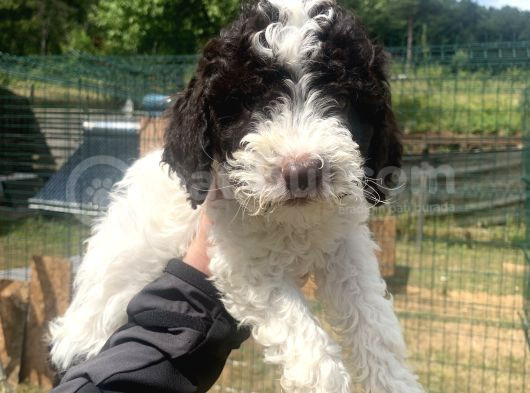 Orjinal Anne Baba Italyan Lagotto Romagnolu Yavrular görsel