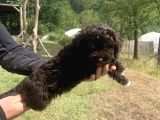 Orjinal anne Baba italyan Lagotto Romagnolu yavrular