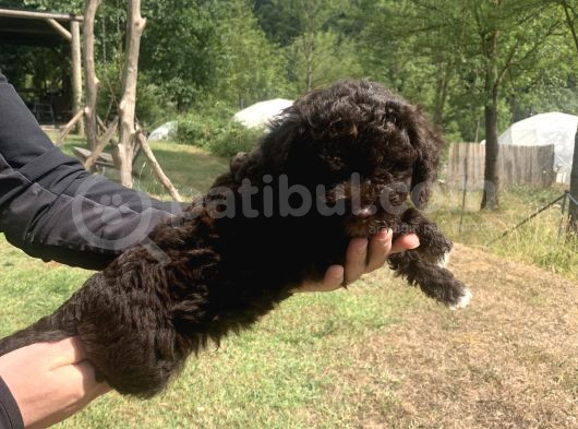 Orjinal Anne Baba Italyan Lagotto Romagnolu Yavrular