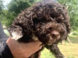 Orjinal Anne Baba Italyan Lagotto Romagnolu Yavrular