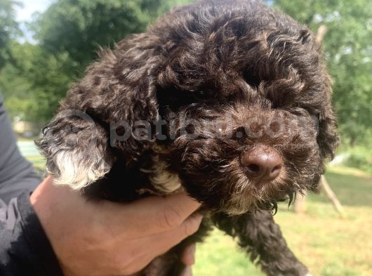 Orjinal Anne Baba Italyan Lagotto Romagnolu Yavrular görsel