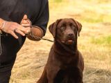 Show Line Secereli Labrador Retriever