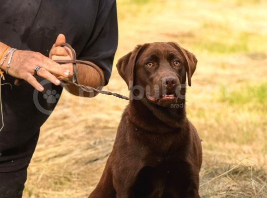 Show Line Secereli Labrador Retriever görsel