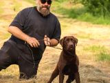 Show Line Secereli Labrador Retriever