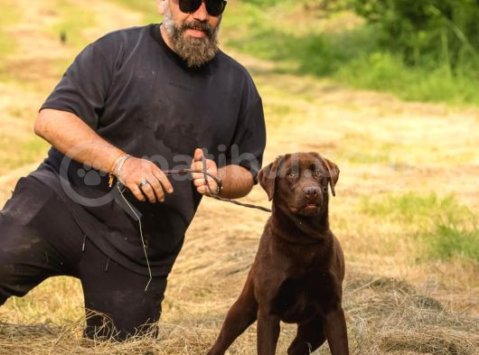Show Line Secereli Labrador Retriever görsel