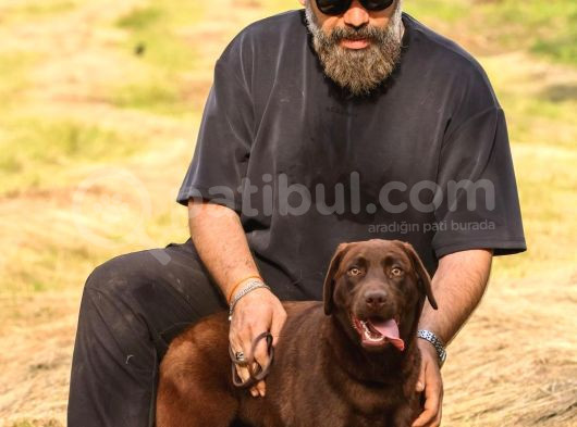Show Line Secereli Labrador Retriever görsel