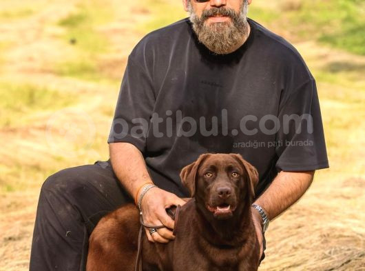 Show Line Secereli Labrador Retriever görsel