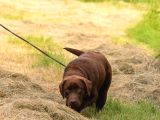 Show line secereli Labrador Retriever