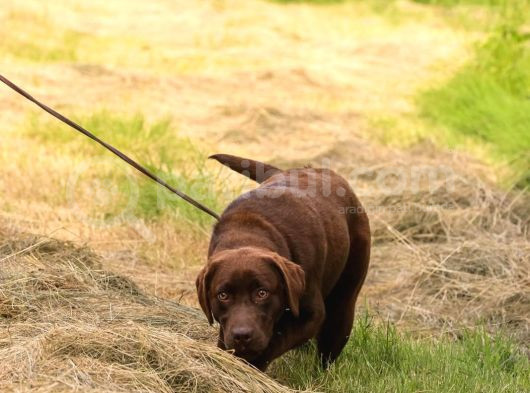 Show Line Secereli Labrador Retriever