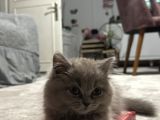 Scottish Fold