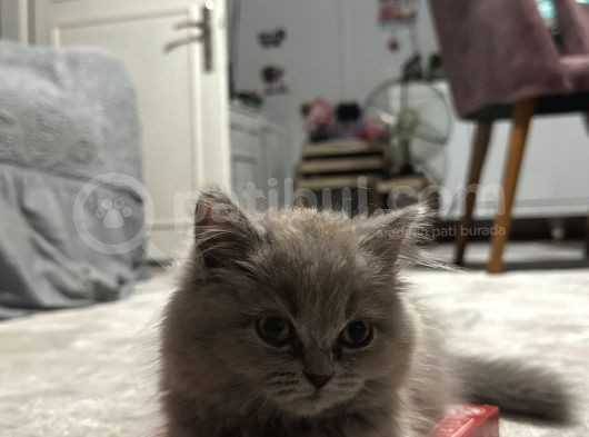 Scottish Fold