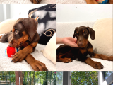 84 günlük Kızıl Erkek Dobermann