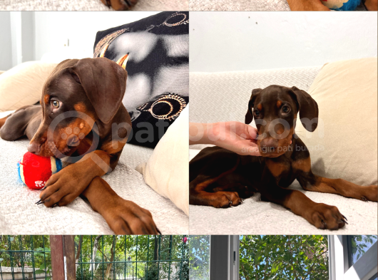 84 Günlük Kızıl Erkek Dobermann