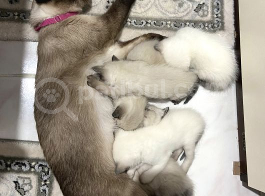 2 Aylık Siyam Yavrularımız görsel