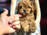 Toy Poodle Bebeklerim