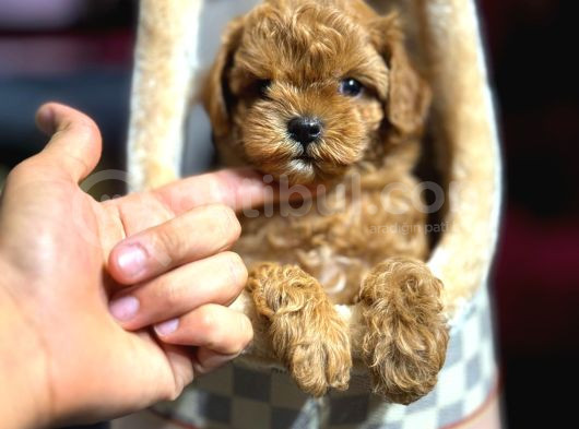 Toy Poodle Bebeklerim