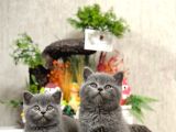 Safkan Sevecen Bri̇ti̇sh Shorthai̇r Yavrumuz