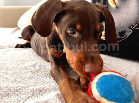 84 Günlük Kızıl Erkek Dobermann görsel