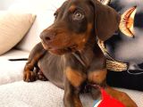 84 Günlük Kızıl Erkek Dobermann