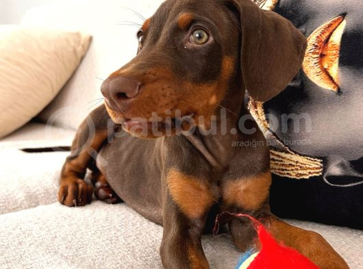 84 Günlük Kızıl Erkek Dobermann görsel