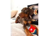 84 Günlük Kızıl Erkek Dobermann