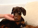 84 Günlük Kızıl Erkek Dobermann