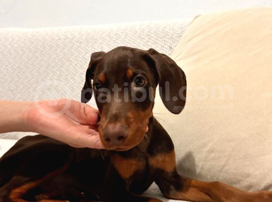 84 Günlük Kızıl Erkek Dobermann görsel