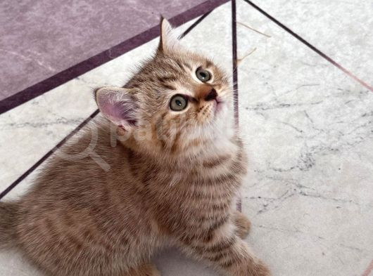 Ev Ortamında Büyüyen Sağlıklı Yavrularımız görsel