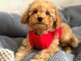 Kahve Tonlu Mini Boy Puppy Sevimli Yavrular Malti̇po Ci̇nsi̇ 
