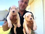 Asalet Krali Scr Li̇ Ameri̇can Bulldog