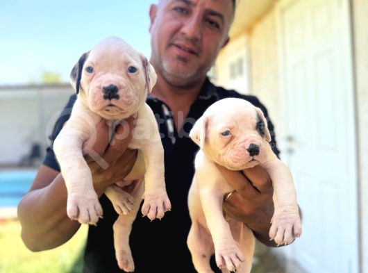 Asalet Krali Scr Li̇ Ameri̇can Bulldog görsel