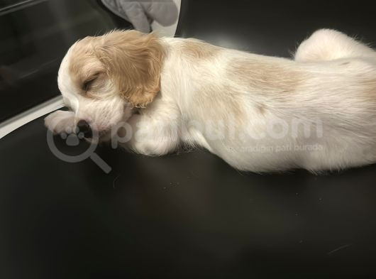 2 Aylık Çok Akıllı Bir Bebek görsel