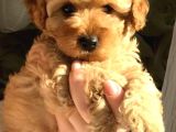 Kahve tonlu mini boy puppy sevimli yavrular MALTİPO CİNSİ 