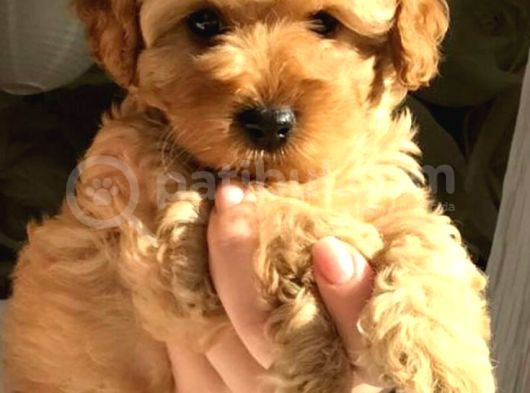 Kahve Tonlu Mini Boy Puppy Sevimli Yavrular Malti̇po Ci̇nsi̇ 
