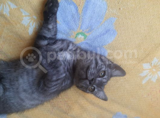 Ev Ortaminda Büyüyen Sevimli Scottich Fold Bebekler görsel