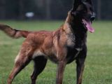 Malinois Yavrular Her Yere Gönderilir