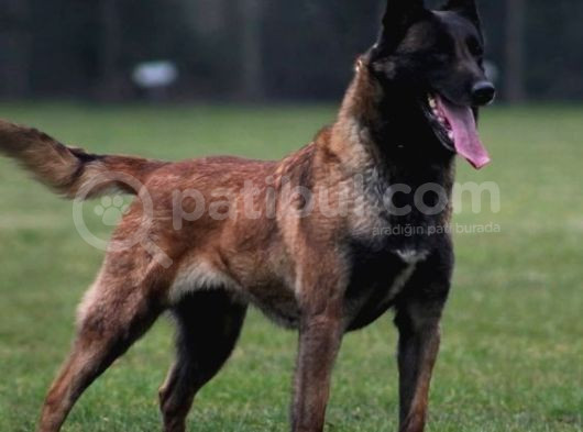 Malinois Yavrular Her Yere Gönderilir görsel