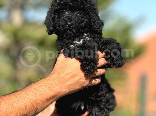 Orjinal Siyah Toy Poodle Yavrularımız