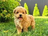 Red Braw Kıpkırmızı Ev Üretimi Tooy Poodle 