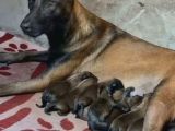 Malinois Yavrular Her Yere Gönderilir