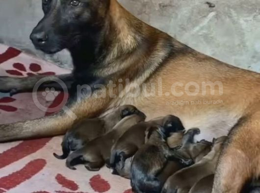 Malinois Yavrular Her Yere Gönderilir görsel