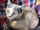 British Sevimli Yavrularımız