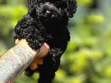 Orjinal Siyah Toy Poodle Yavrularımız