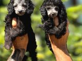 Silver renk Toy Poodle