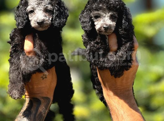 Silver renk Toy Poodle