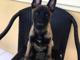 Malinois Yavrular Her Yere Gönderilir