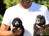 Silver Renk Toy Poodle
