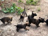 Malinois Yavrular Her Yere Gönderilir