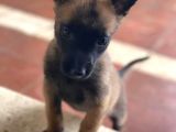 Malinois Yavrular Her Yere Gönderilir