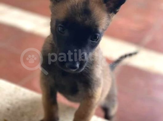 Malinois Yavrular Her Yere Gönderilir görsel